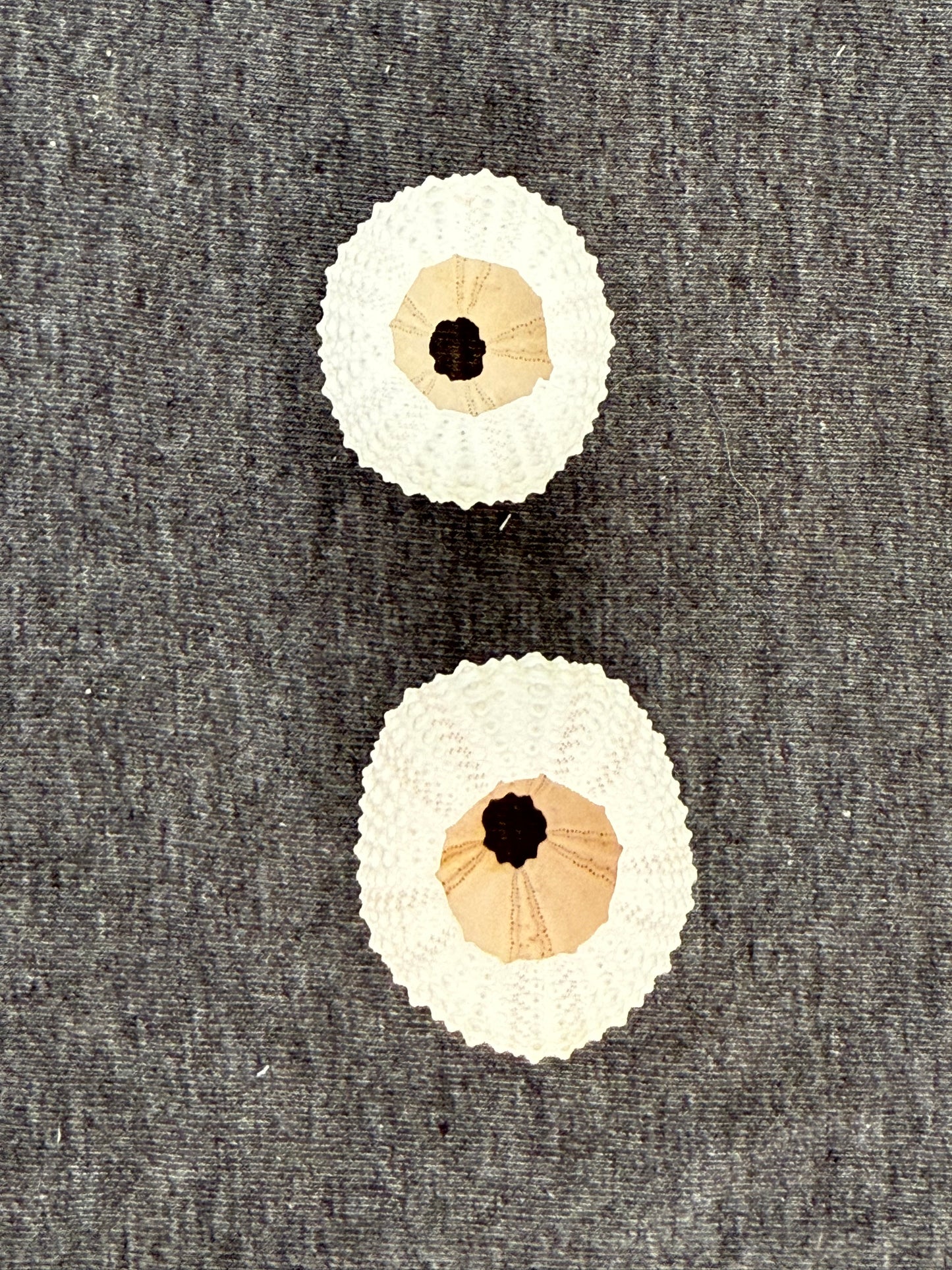 Two white sea urchin shells on a textured gray background