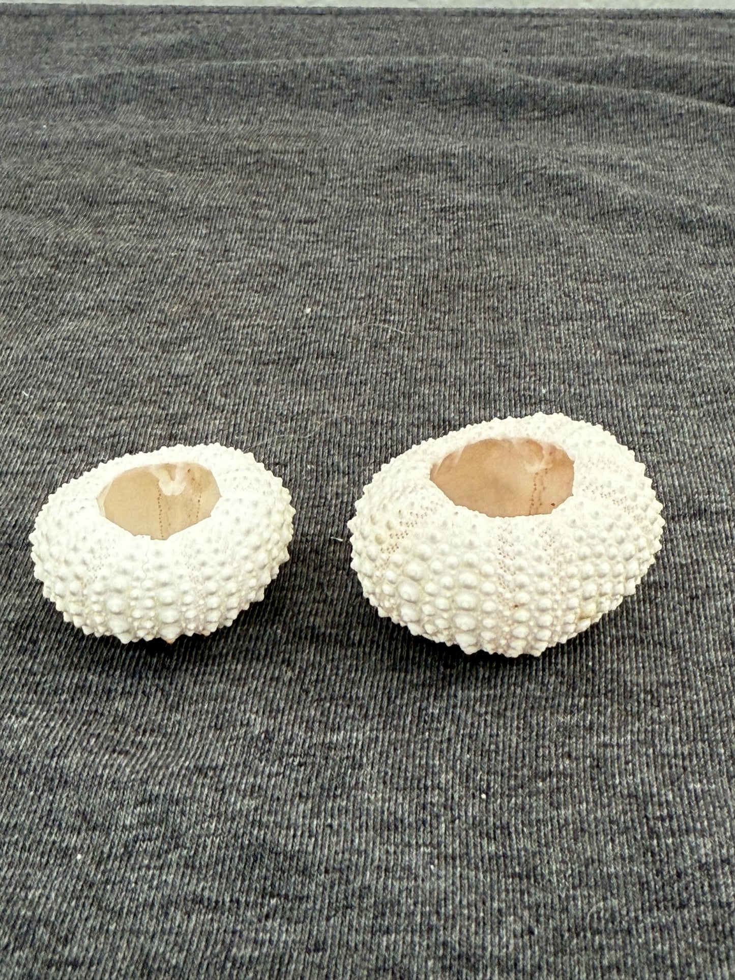 Two white sea urchin shells on a textured gray background