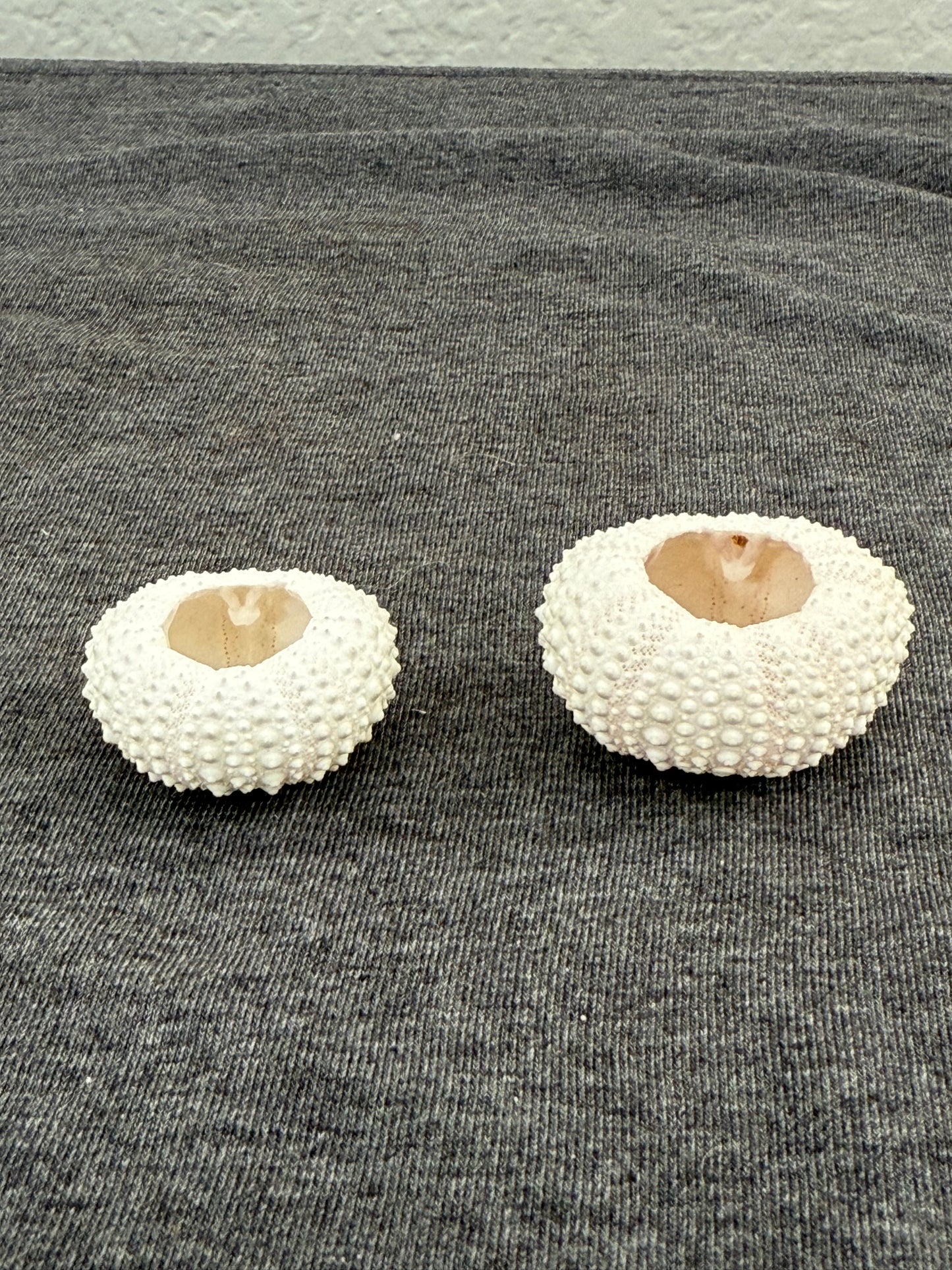 Two white sea urchin shells on a textured gray background