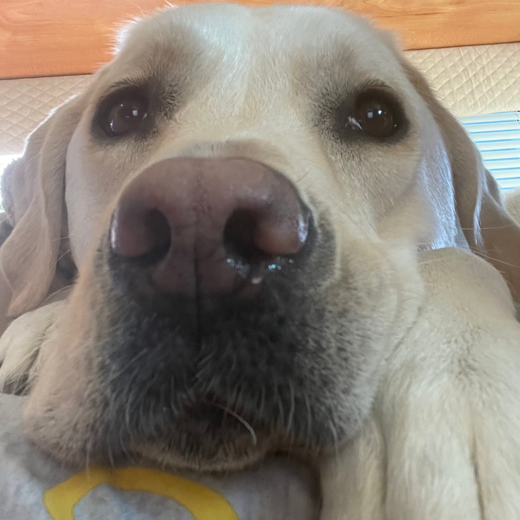 Close-up of a dog's face with a wooden surface in the background