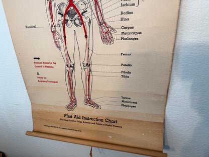 Anatomical chart of a human skeleton with labeled bones on a wooden stand.