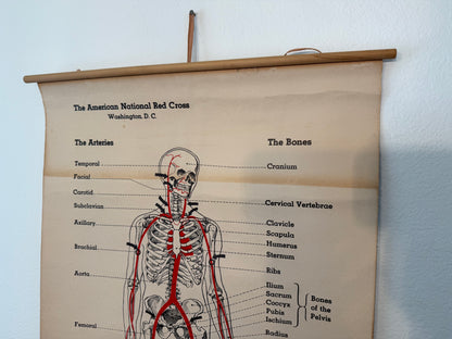 Anatomical chart of the human skeleton with labels, featuring the American National Red Cross logo.