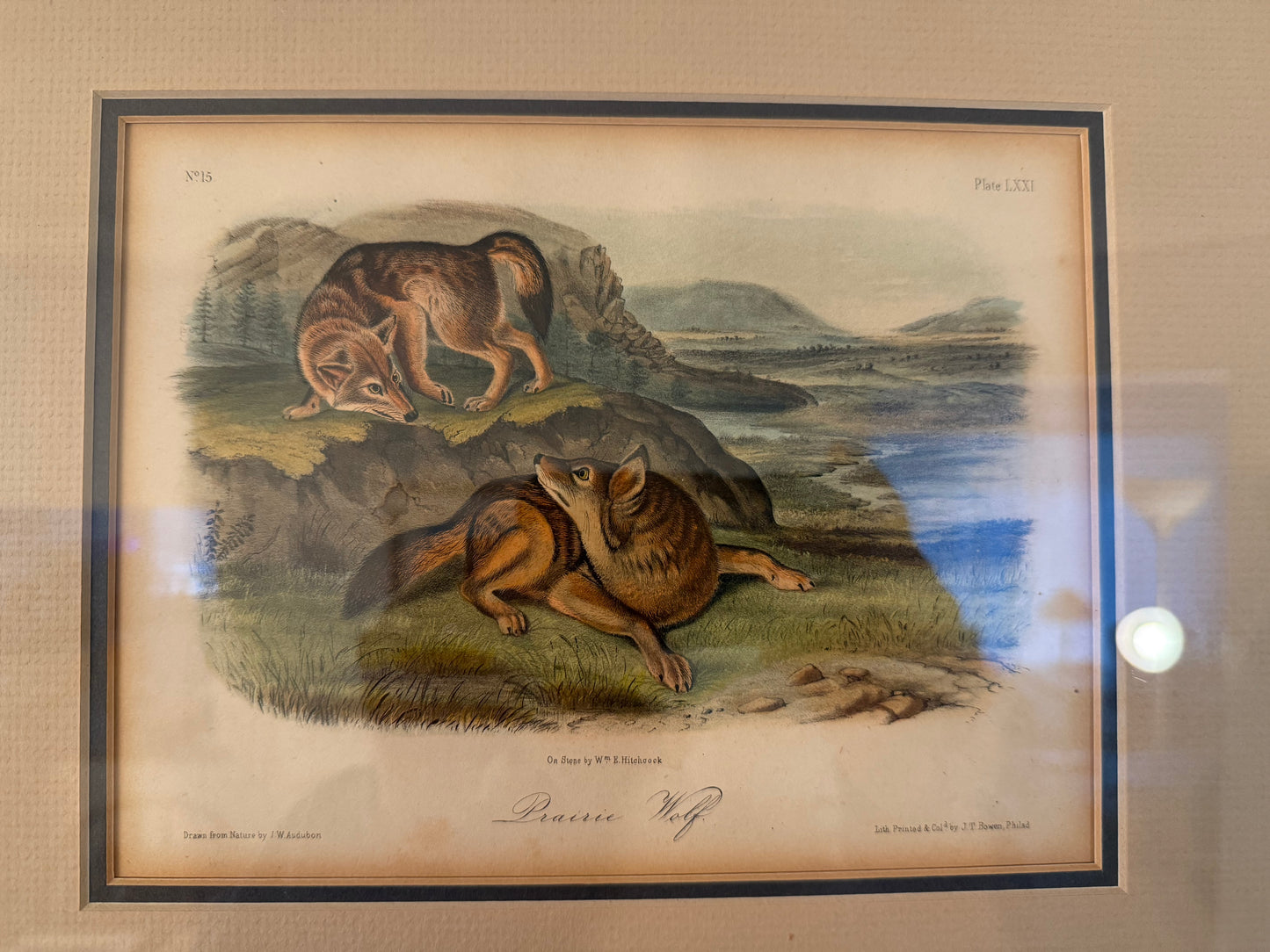 Framed illustration of two wolves in a natural landscape