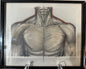 Artistic depiction of a muscular torso on a white background with a black frame.