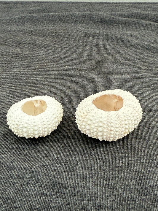 Two white sea urchin shells on a textured gray background