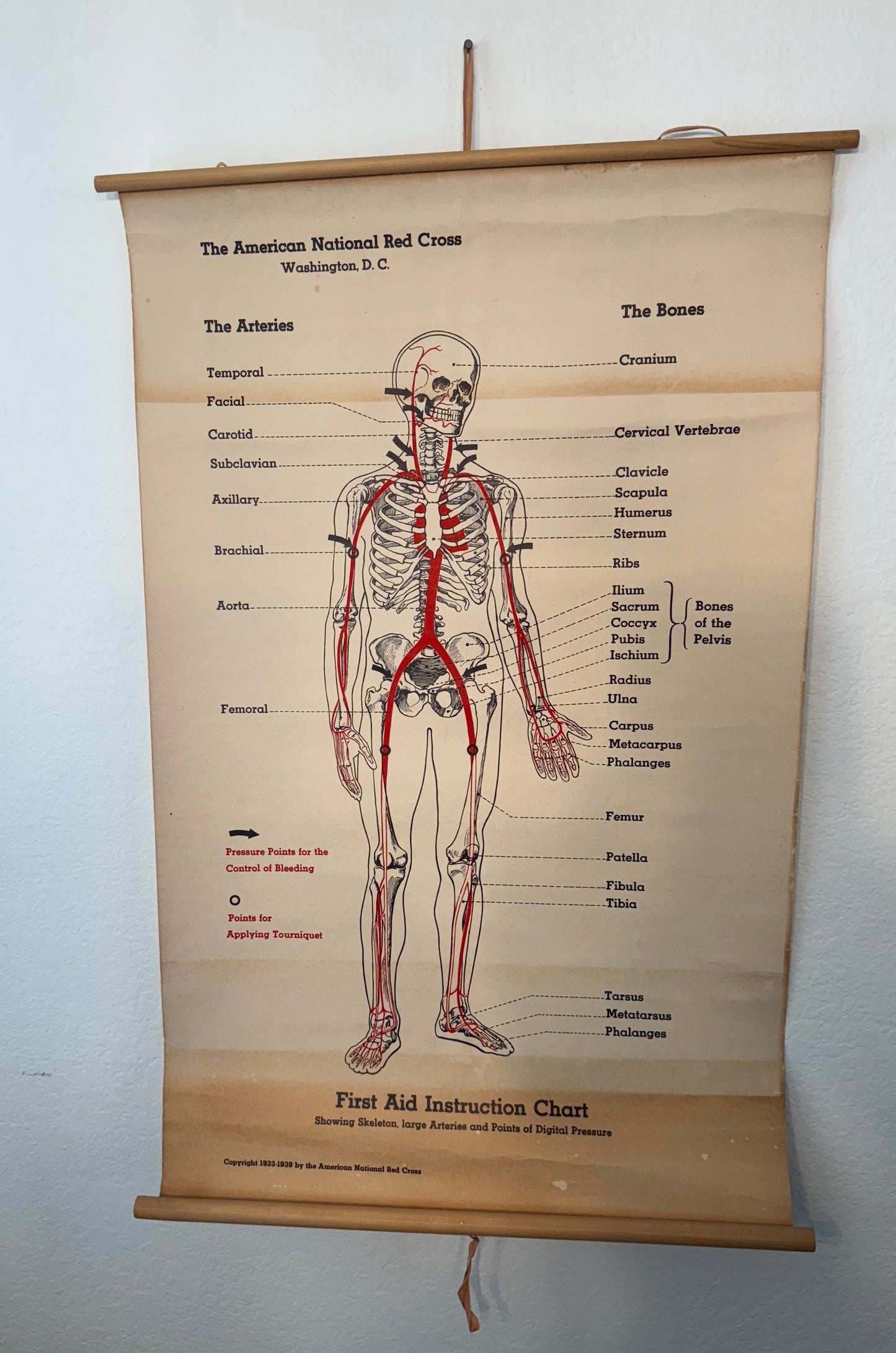 Anatomical chart of the human body with red highlights on a wooden frame against a white wall.