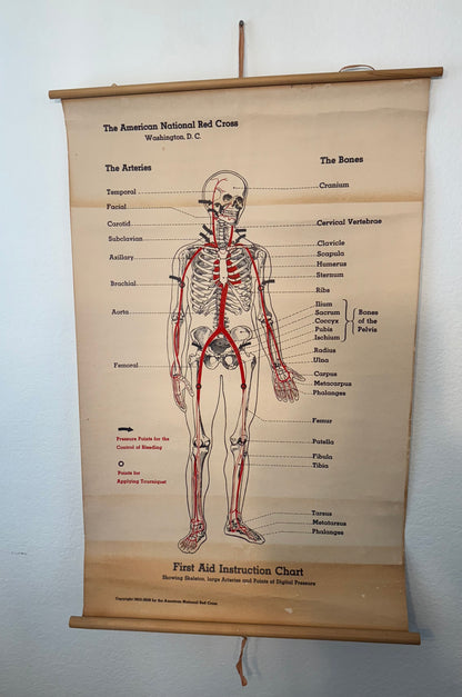 Anatomical chart of the human body with red highlights on a wooden frame against a white wall.