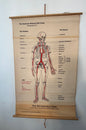 Anatomical chart of the human body with red highlights on a wooden frame against a white wall.